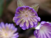 Full double purple, green and white flowers